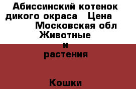 Абиссинский котенок дикого окраса › Цена ­ 10 000 - Московская обл. Животные и растения » Кошки   